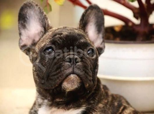 Bri̇ndle French Bulldog A Kali̇te Yavrumuz görsel