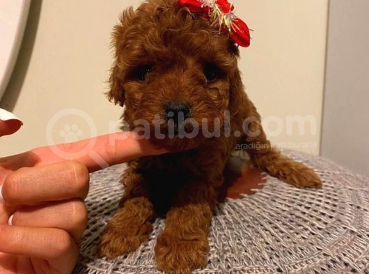 Aşılı Pasaportlu Toypoodle Yavrular görsel