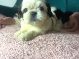 Küçük Shihtzu Bebekler