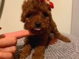 Karamelll.toypoodle ın Yavruları
