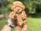 Bebek Surat Di̇şi̇ Poodle Bebeği̇mi̇z