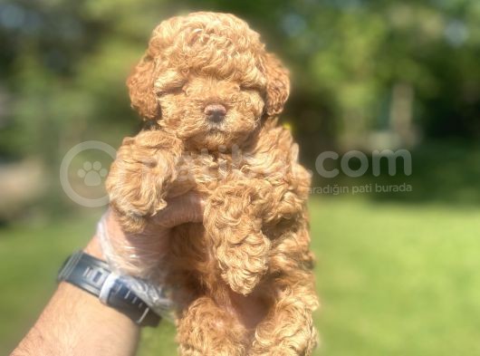 Bebek Surat Di̇şi̇ Poodle Bebeği̇mi̇z