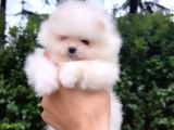 Kusursuz Karbeyaz Di̇şi̇ Pomerani̇an Boo
