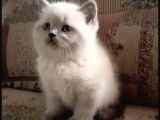 Blue Point British Shorthair  Erkek Yavru