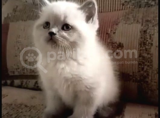 Blue Point British Shorthair  Erkek Yavru görsel