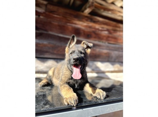 Show Kalite Sable Alman Çoban Köpeği