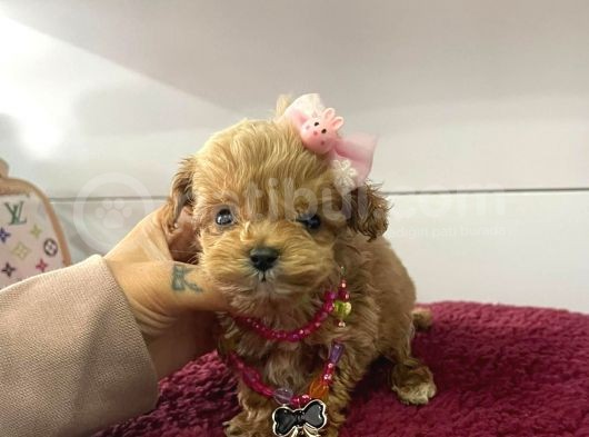 Muhteşem Kalite Maltipoo Bebeklerimiz görsel