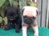 Pug Mops Gül Kuyruk Üst Kali̇te Bebekler