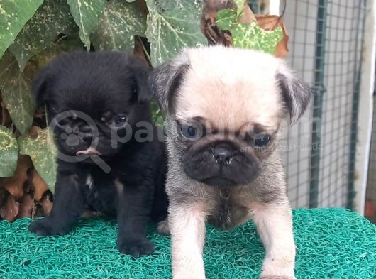 Pug Mops Gül Kuyruk Üst Kali̇te Bebekler
