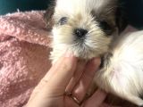 Küçük Shihtzu Bebeklerim