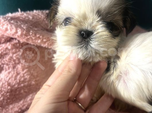 Küçük Shihtzu Bebeklerim