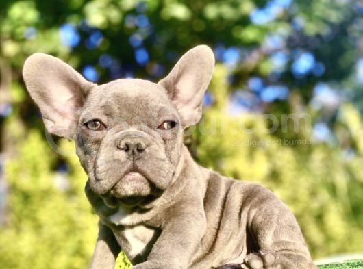 Blue French Bulldog Mükemmel Anatomi̇ Yavrumuz