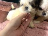 Küçük Shihtzu Bebeklerim