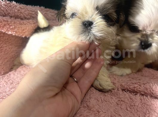 Küçük Shihtzu Bebeklerim görsel