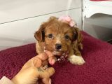 Maltipoo Mix Irk Yavrular