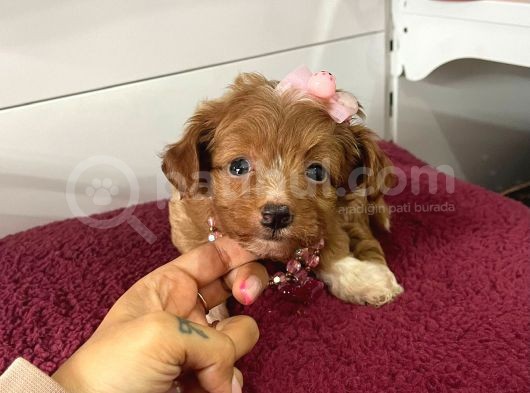 Maltipoo Mix Irk Yavrular