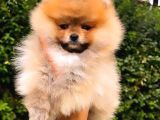 Orange Pomerani̇an Boo Erkek