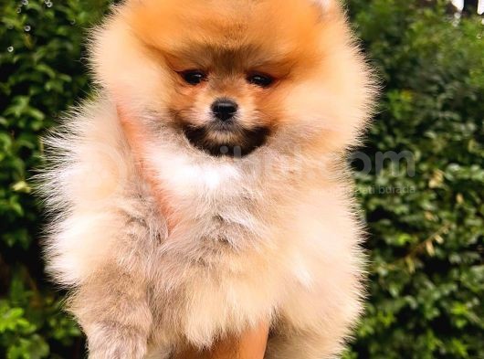Orange Pomerani̇an Boo Erkek görsel