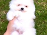 Kusursuz Karbeyaz Di̇şi̇ Pomerani̇an Boo