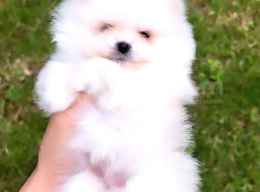 Kusursuz Karbeyaz Di̇şi̇ Pomerani̇an Boo görsel