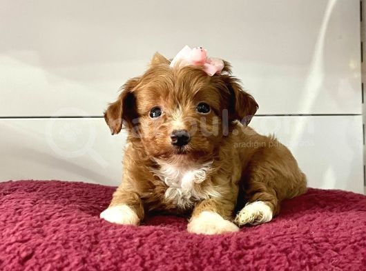 Maltipoo Mix Irk Yavrular görsel