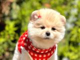 Teddy Face Pomeranian Boo Bebeklerimiz