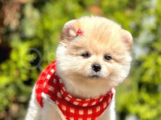 Teddy Face Pomeranian Boo Bebeklerimiz görsel
