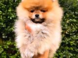Orange Pomerani̇an Boo Erkek