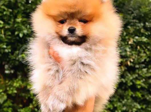 Orange Pomerani̇an Boo Erkek