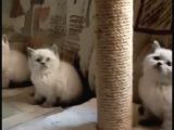 Blue Point British Shorthair  Erkek Yavru