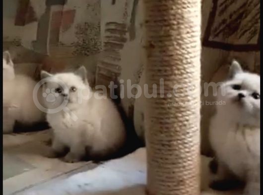 Blue Point British Shorthair  Erkek Yavru görsel