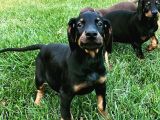 Safkan Doberman  Yavruları