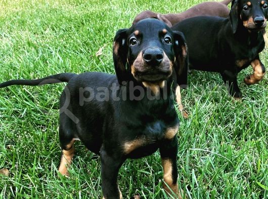 Safkan Doberman  Yavruları