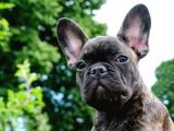 Bri̇ndle French Bulldog a Kali̇te Yavrumuz