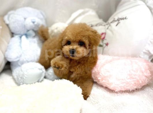 Mi̇ni̇ Toy Poodle Bebekleri̇mi̇z görsel