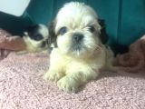 Küçük Shihtzu Bebekler