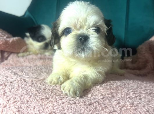 Küçük Shihtzu Bebekler görsel