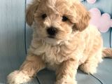 Üst Kalite Kıvırcık Maltipoo Yavrular