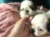 Küçük Shihtzu Bebeklerim