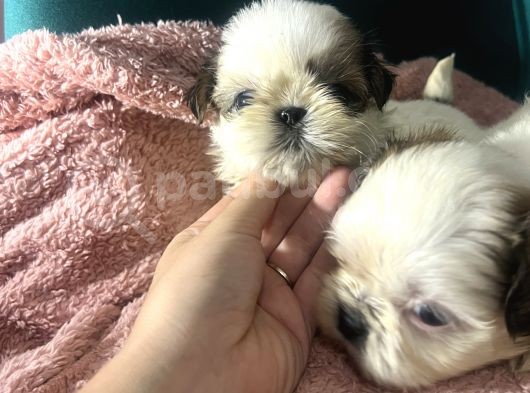 Küçük Shihtzu Bebeklerim görsel