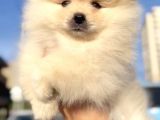 Pomerani̇an Boo Di̇şi̇ Yavrumuz