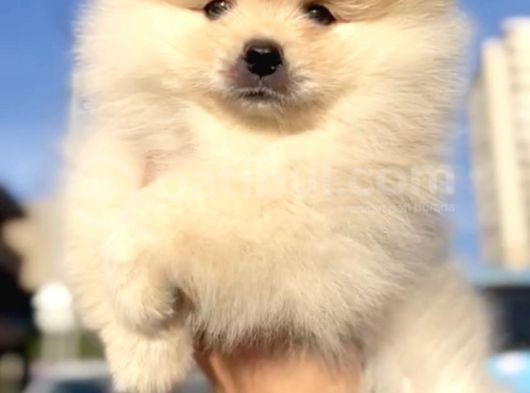 Pomerani̇an Boo Di̇şi̇ Yavrumuz görsel