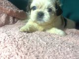 Küçük Shihtzu Bebekler