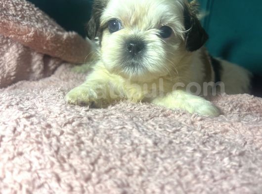 Küçük Shihtzu Bebekler
