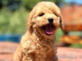Muhtesem Guzellikte Poodle Bebekler