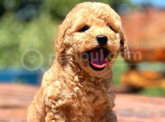 Muhtesem Guzellikte Poodle Bebekler
