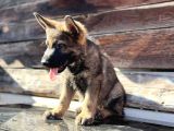 Show Kalite Sable Alman Çoban Köpeği