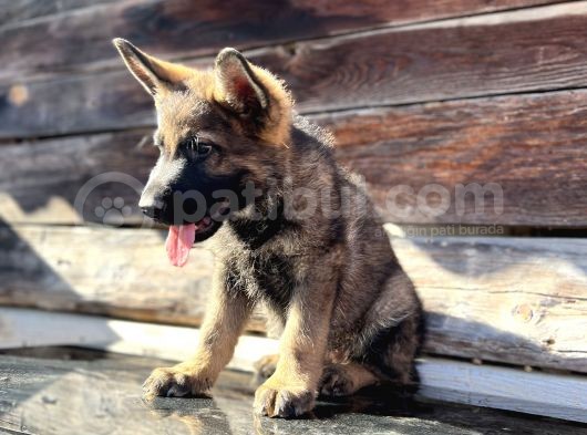 Show Kalite Sable Alman Çoban Köpeği görsel