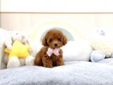 Safkan Toy Poodle Bebekler