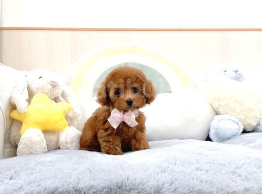 Safkan Toy Poodle Bebekler görsel